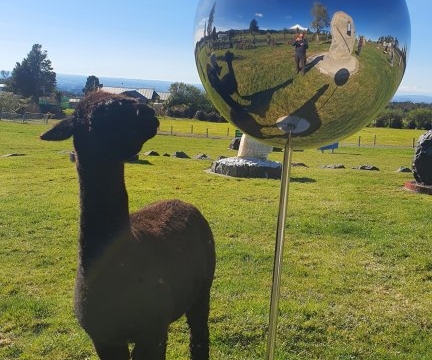 The quarry lama investigating the highly polished stainless steel spheres